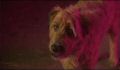 dr dolittle 3-avi_1000_284.jpg